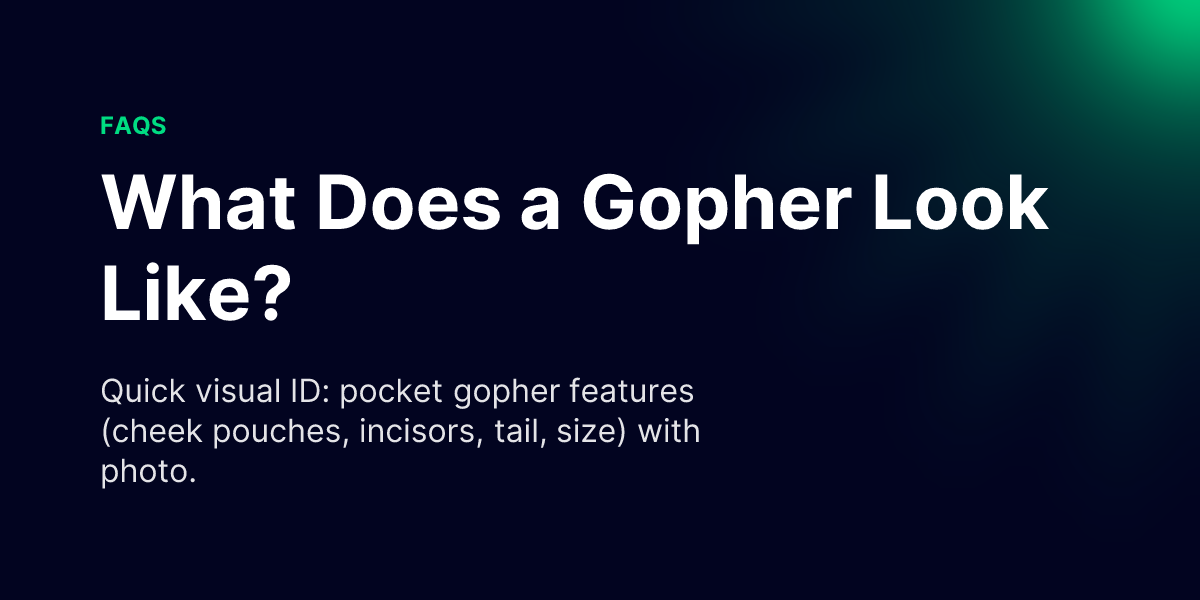 What Does a Gopher Look Like? - Gopher Guide
