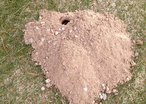 Gopher mound.