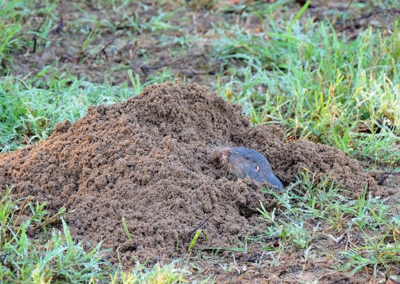 Gopher mound.