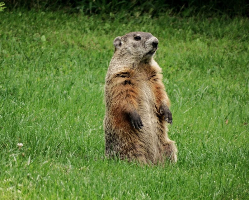 Groundhog standing upright on hind legs in a grassy area.